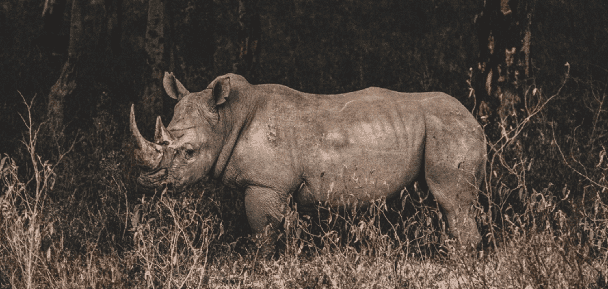 1440_rhino-in-the-wild-aspect-ratio-2000-950